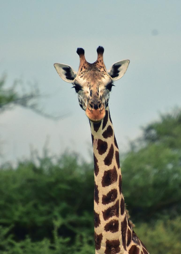 safari-viajar-a-uganda-labaafrica-photo