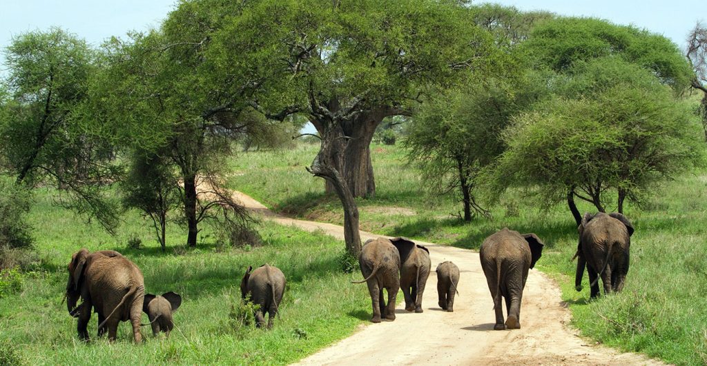 20 Days Best of Uganda Safari 