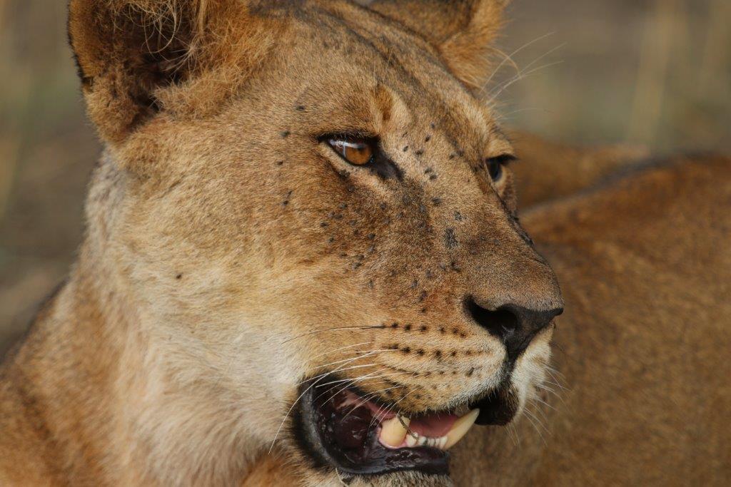 4 days Queen Elizabeth and Bwindi safari