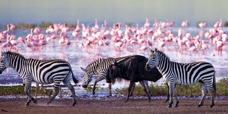 5 Days Wildlife Safari in Kenya