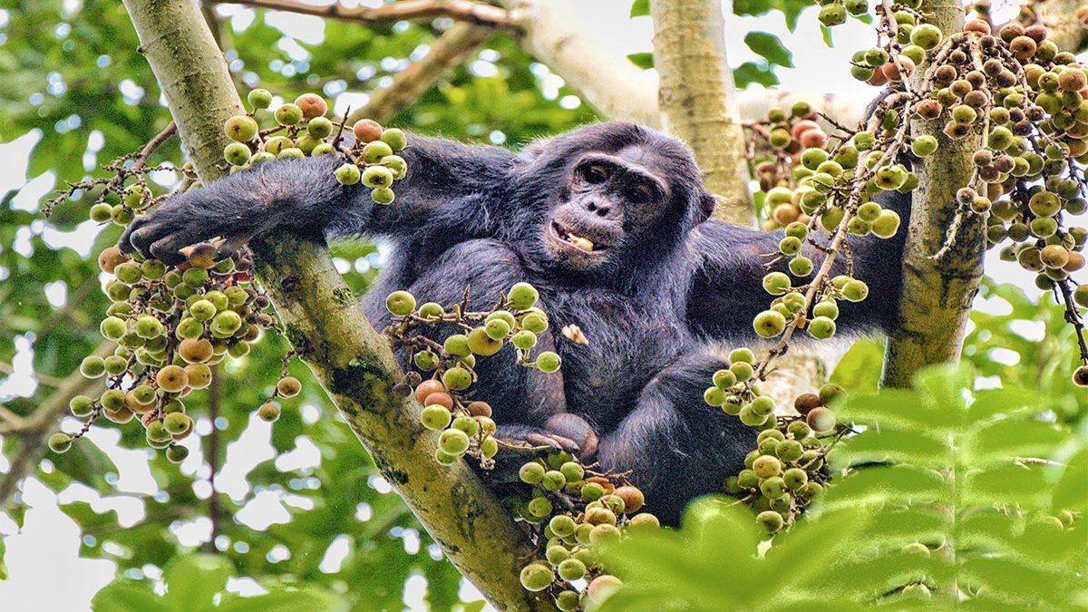 Safari-de-chimpancés-labaafrica-viajar-a-uganda