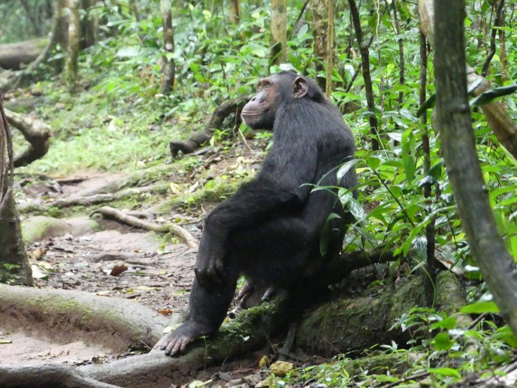 8 Days Gorillas Chimpanzees and Wild-life