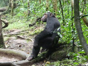 Safari de chimpanzés en Ouganda