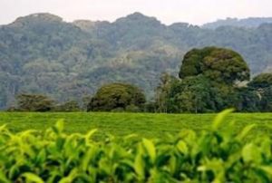 Parc national de la forêt de Kibale et plantation de thé