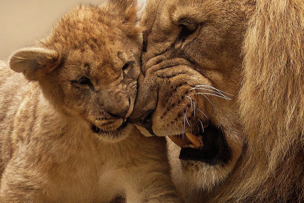 Lions of Ishasha Queen Elizabeth National Park