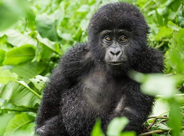 Image of Baby Gorilla