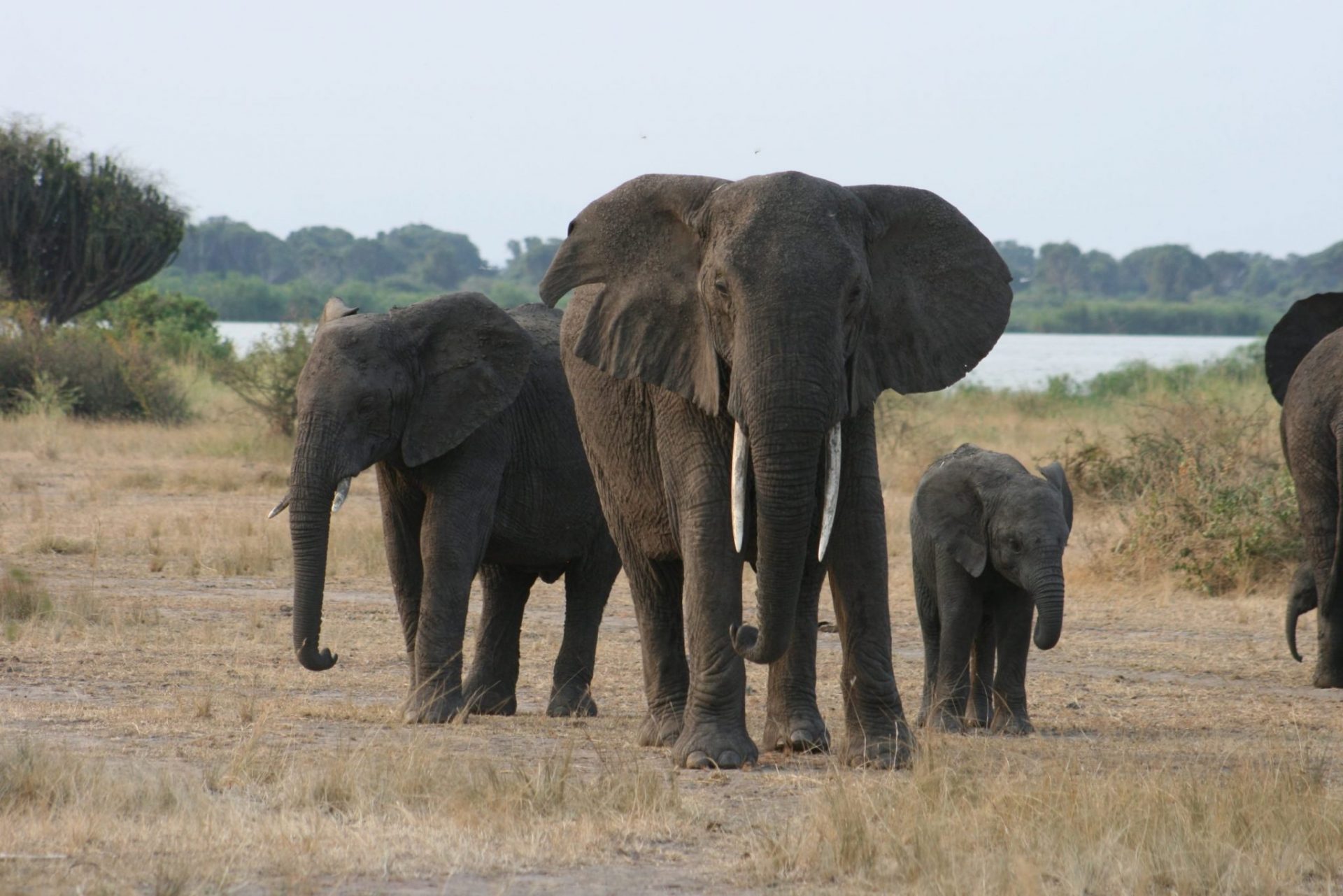éléphants sur un safari sur un safari en Ouganda