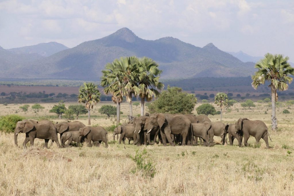 20 Days Best of Uganda Safari