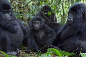 6-Jours Gorille et de la Faune safari en Ouganda