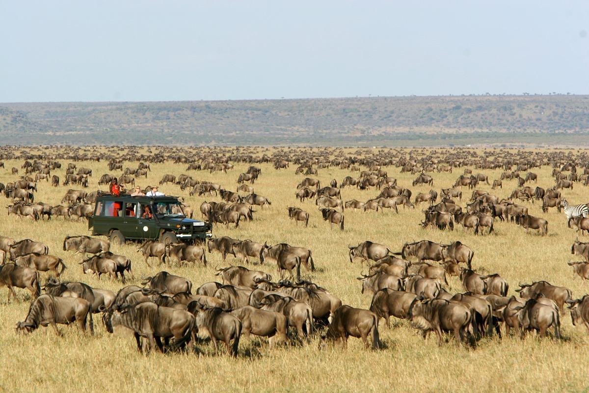 4 Days camping Masai Mara safari