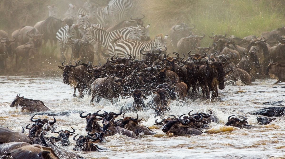 Wildebeest migration across the mara river