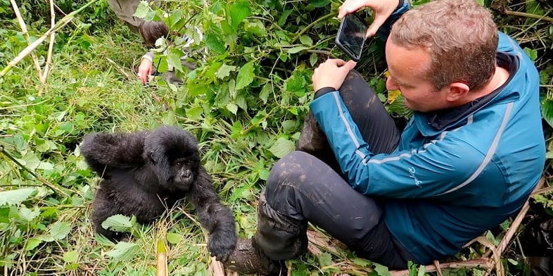 Is Rwanda Safe? 10 Travel Tips for Visitors Baby Gorilla with tourist