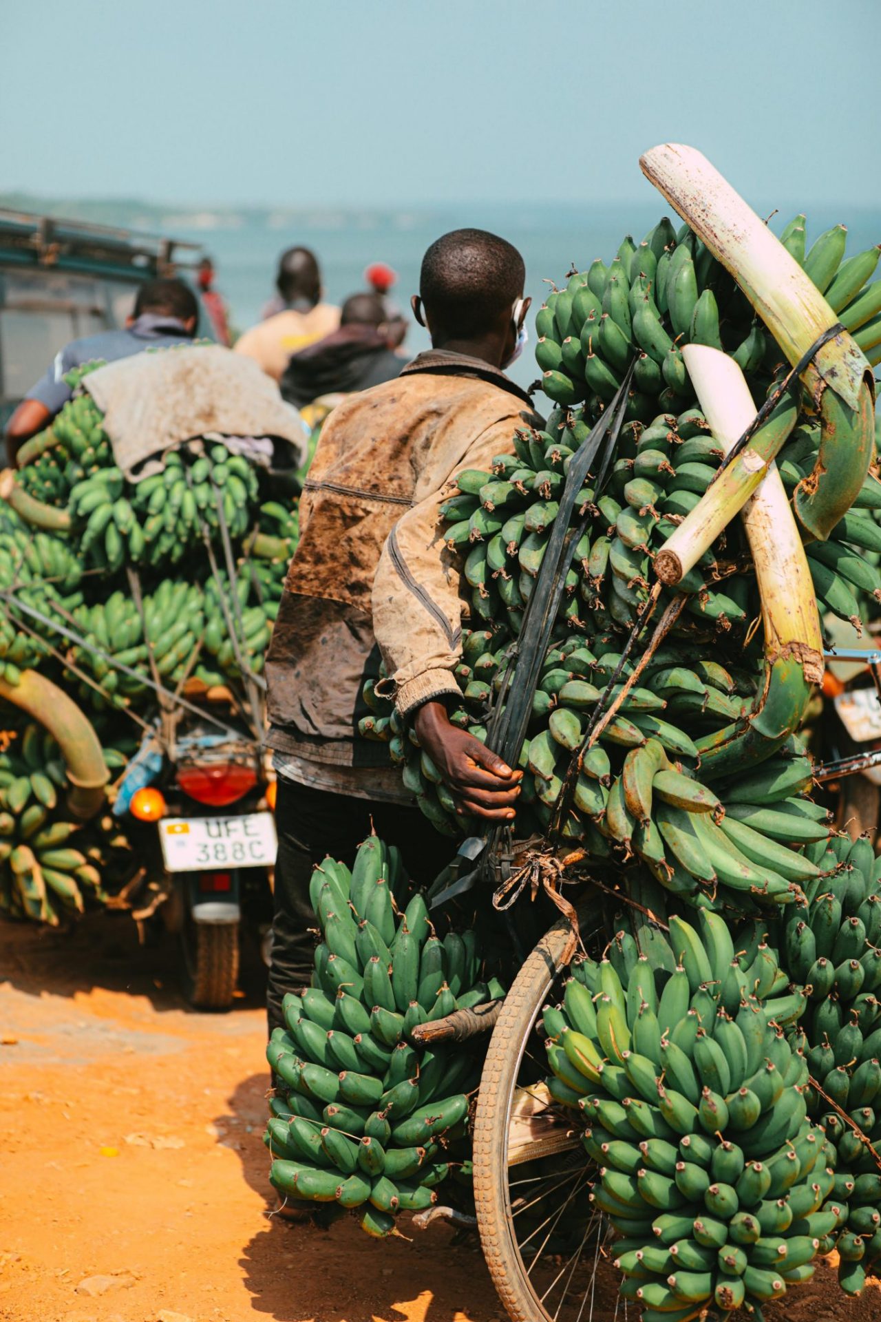 Bananas locally known as matoke- Laba Africa photo