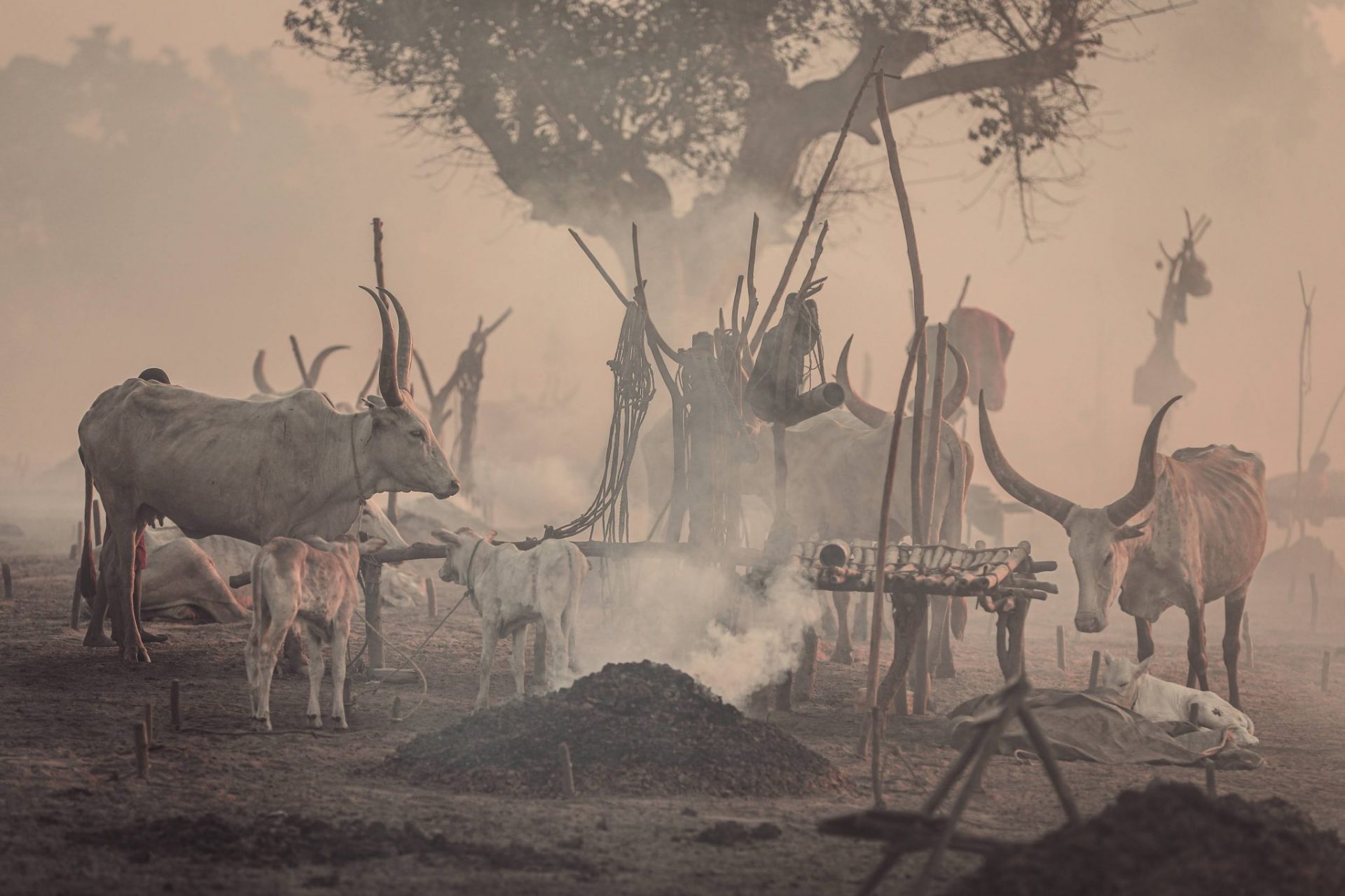 Mundari cattle camp photo- Laba Africa Expeditions