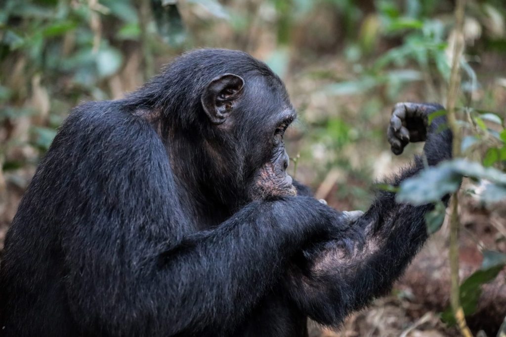 Chimpanzee photo - Laba Africa Expeditions