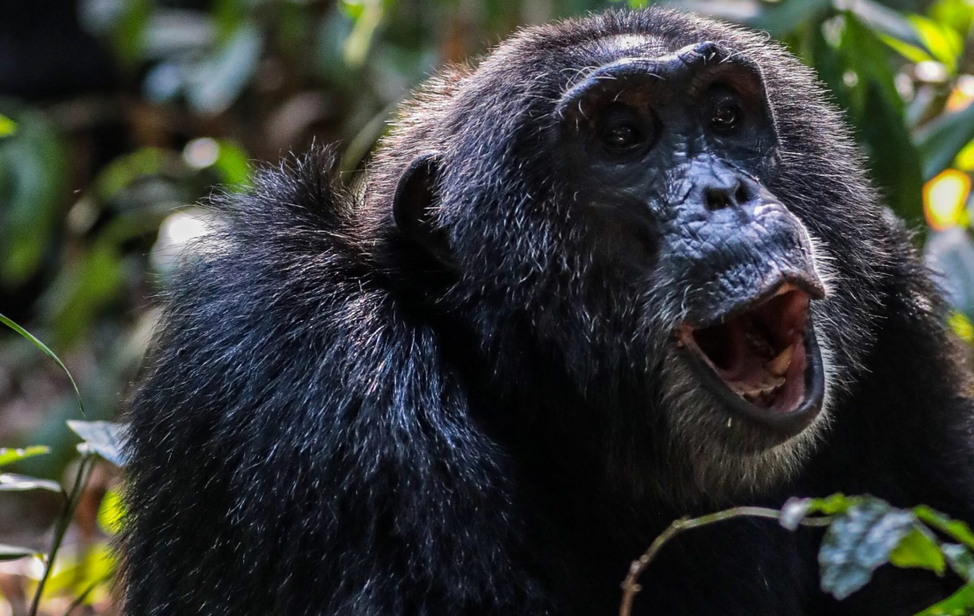Photo of Chimpanzee trekking in Kibale forest National Park