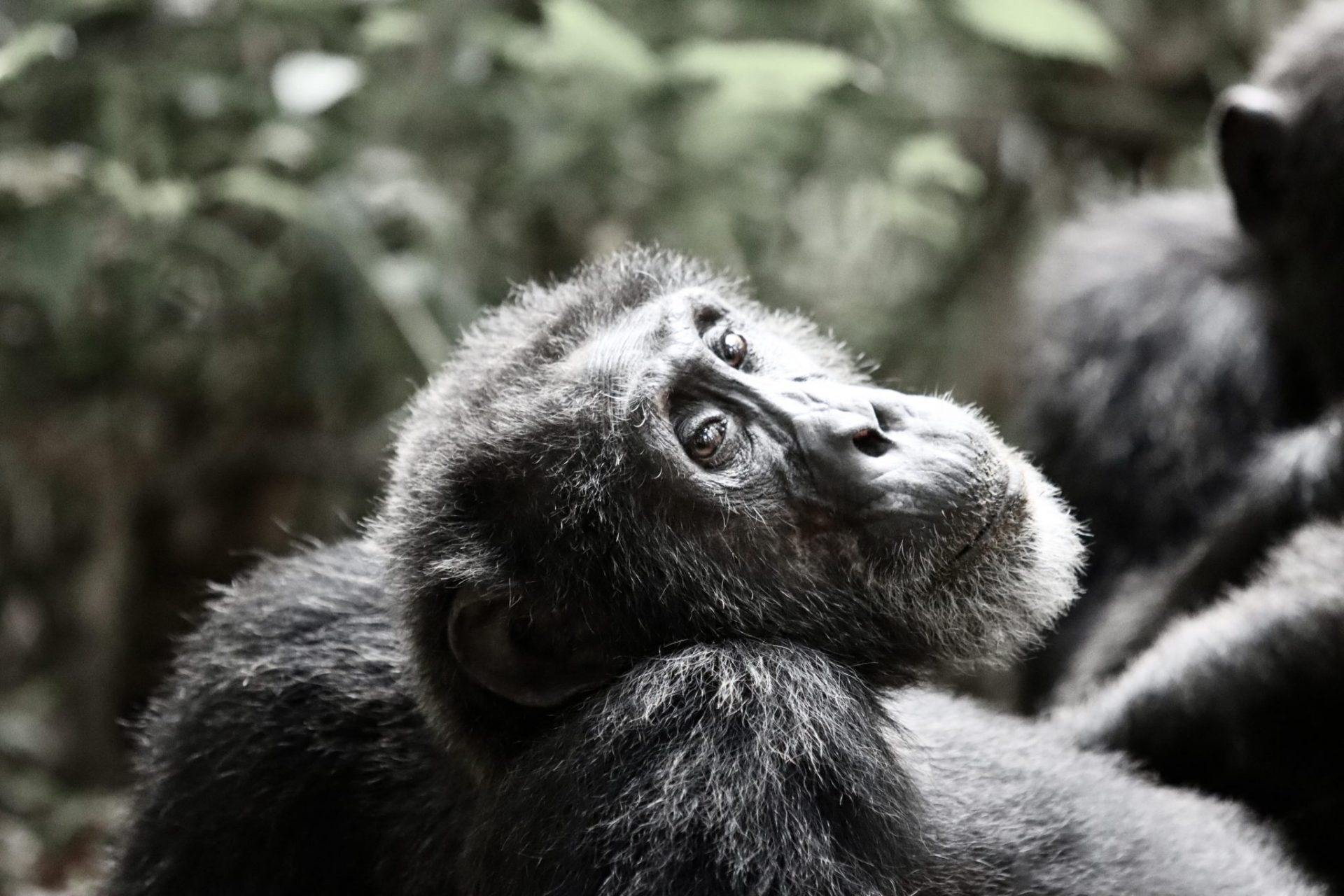 Chimpanzee trekking in Uganda-Laba Africa Expeditions