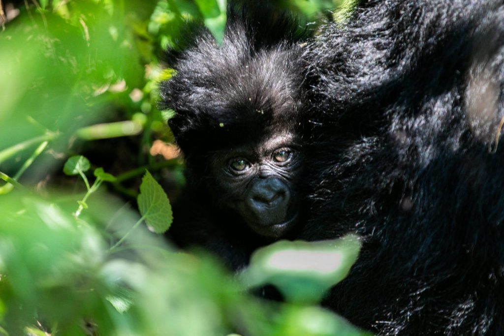 Gorilla trekking tour Uganda- Laba Africa expedition -photo