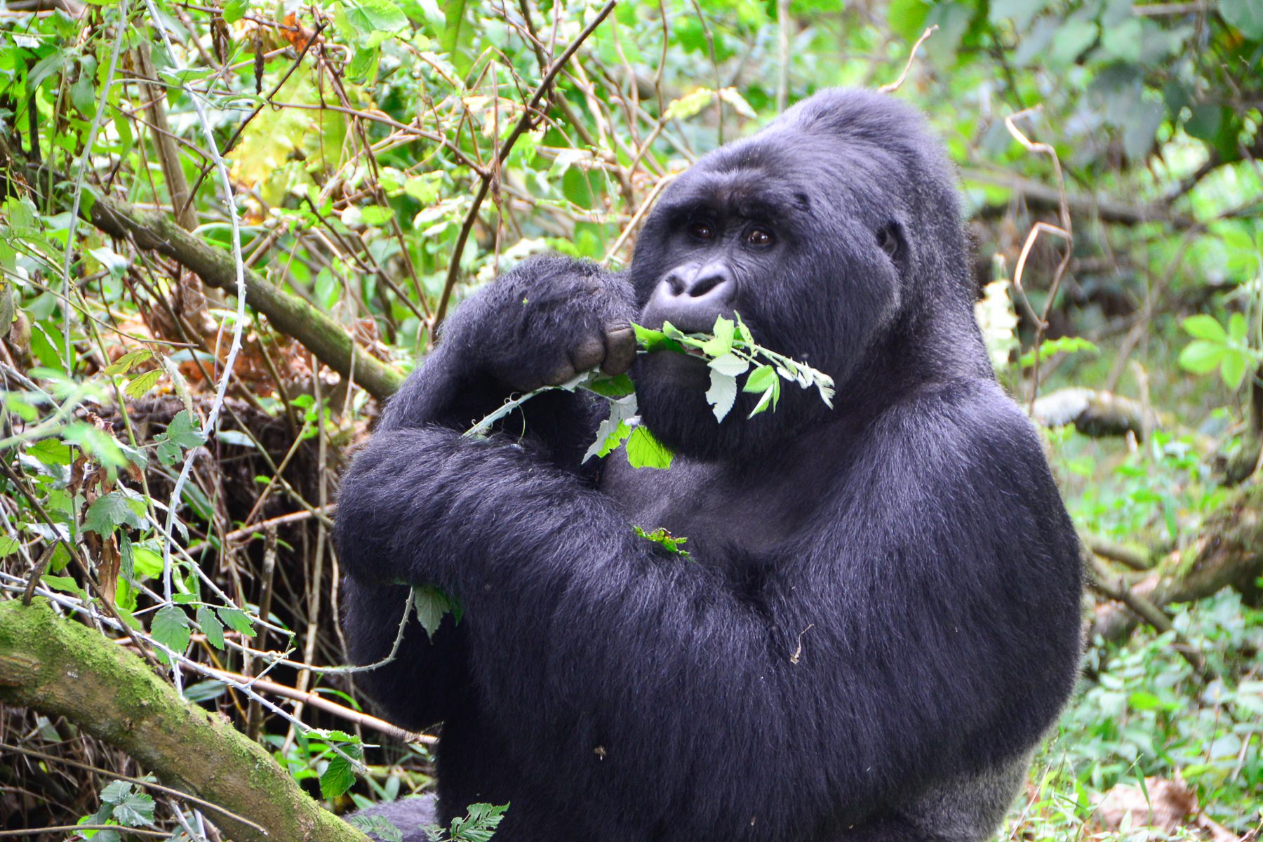 Primate safaris in Uganda