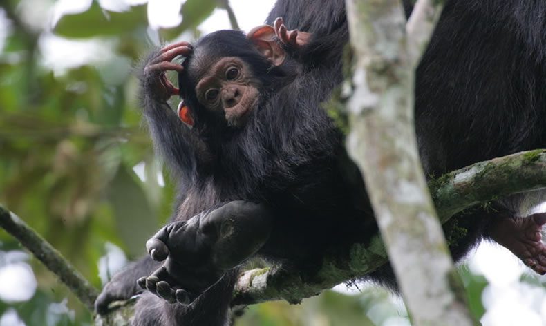 Baby chimpanzee in Uganda