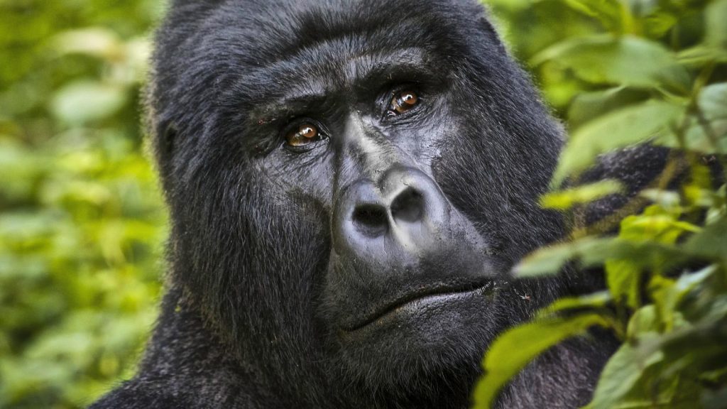 Book a gorilla permit