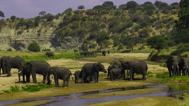 10 Days Explore Tanzania Southern Safari Circuit