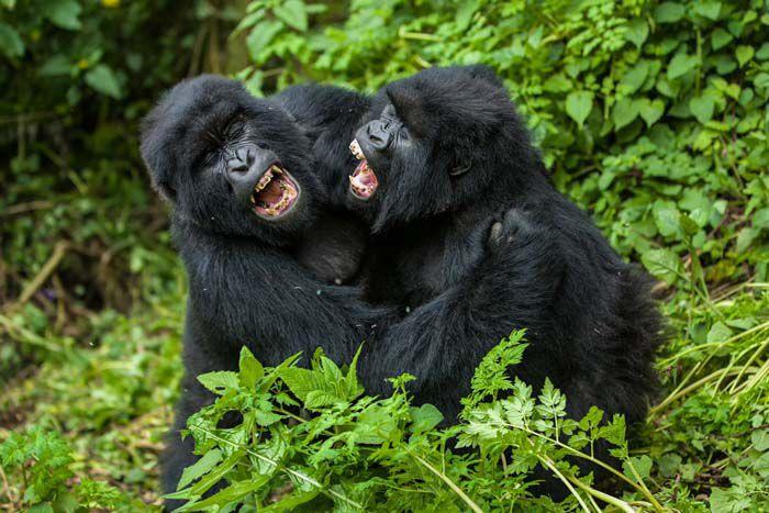 2-Days gorilla trekking Rwanda