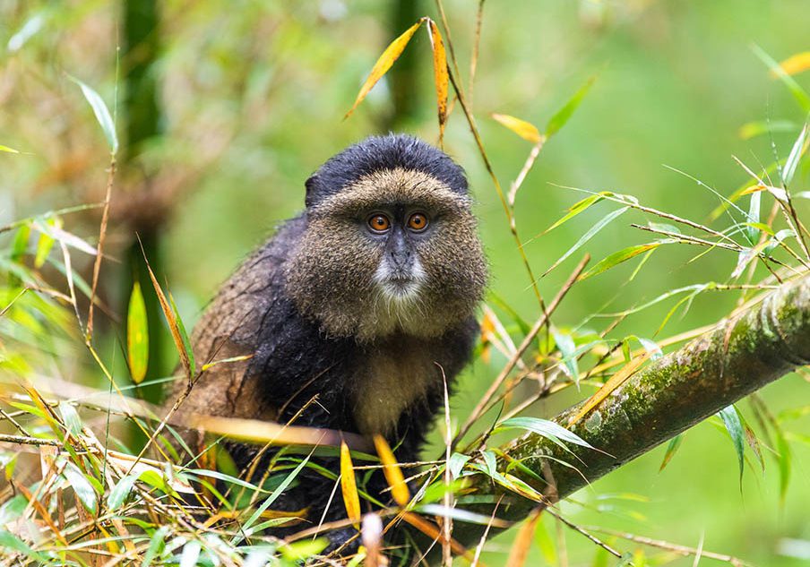 Amazing Golden Monkeys safaris 2023-Laba Africa Expeditions