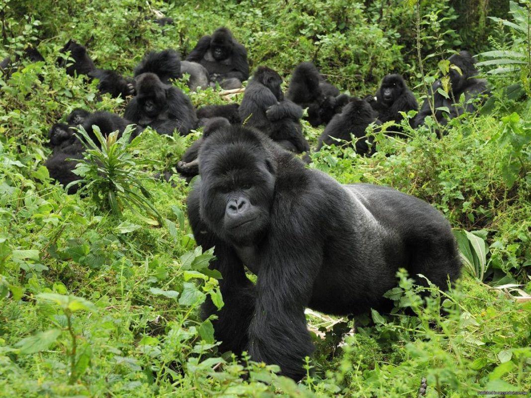Gorilla trekking photo