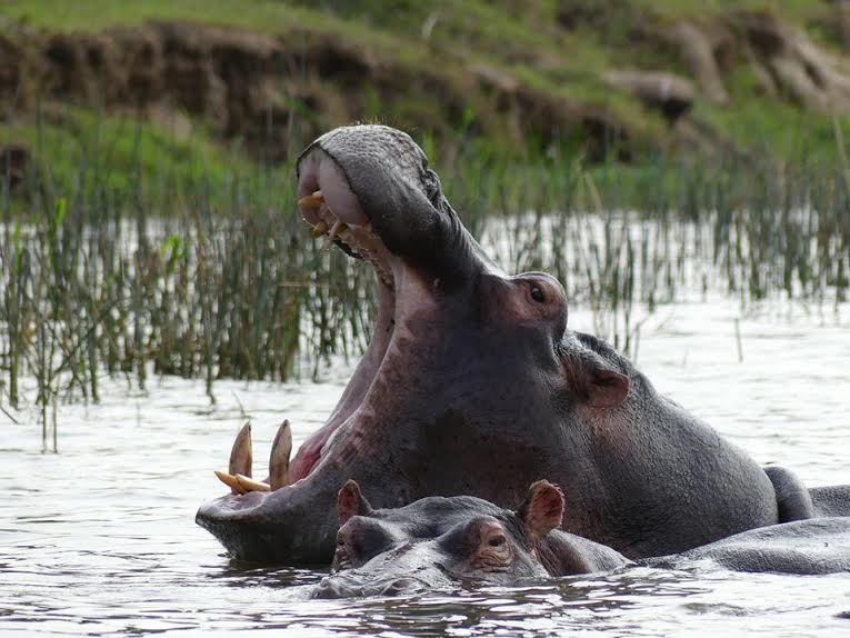 Hippo - Voyage Ouganda Laba Africa Expeditions