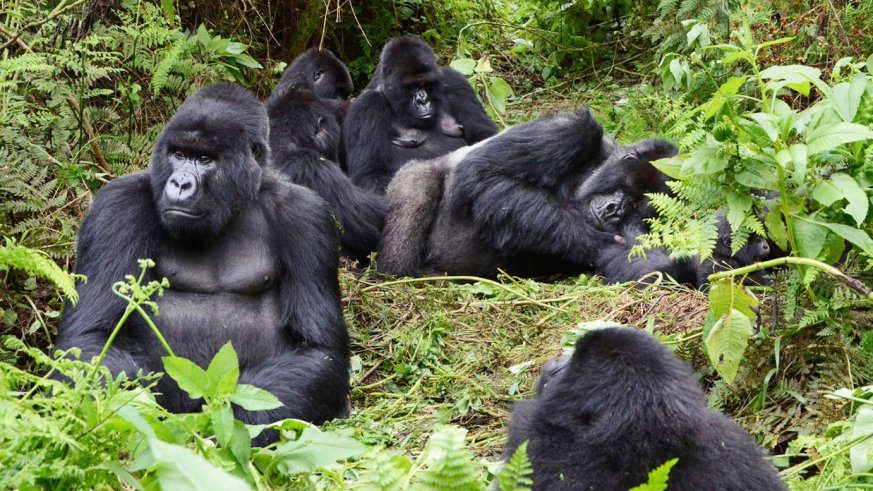 7-day Gorilla trekking Rwanda