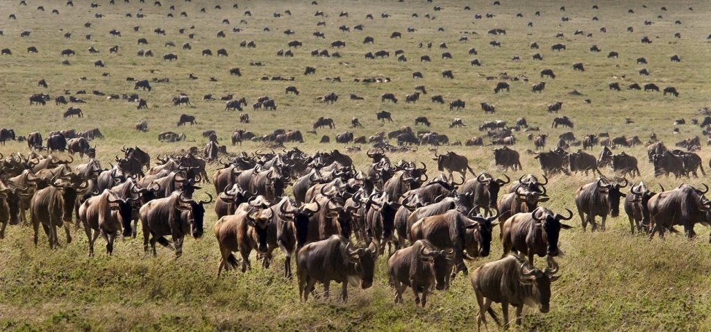 5-Day Luxury Safari in Masai Mara