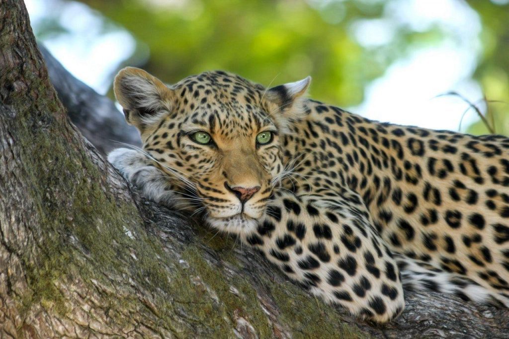 Leopard In Queen Elizabeth National Park Uganda - Laba Africa Expeditions PHOTO