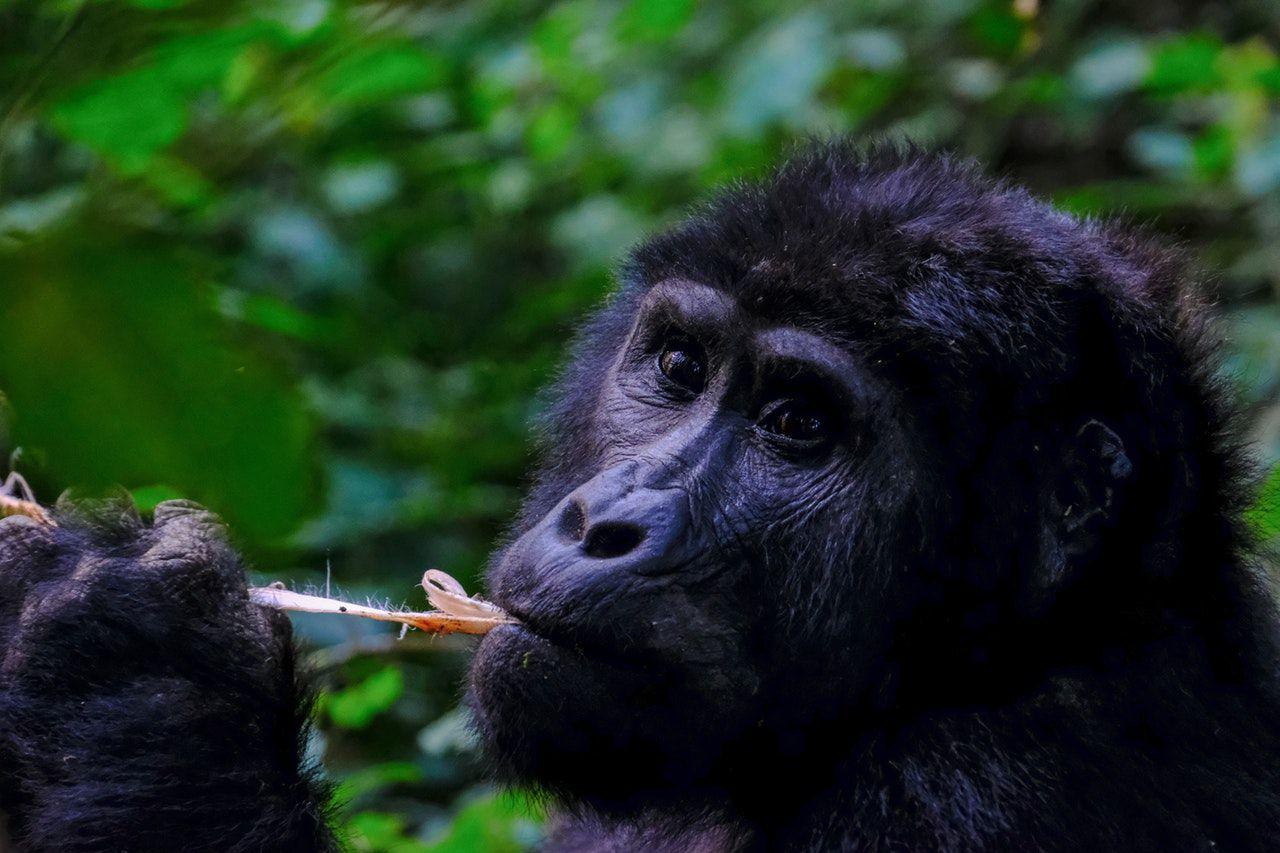 Gorilla Habituation Experience in Uganda