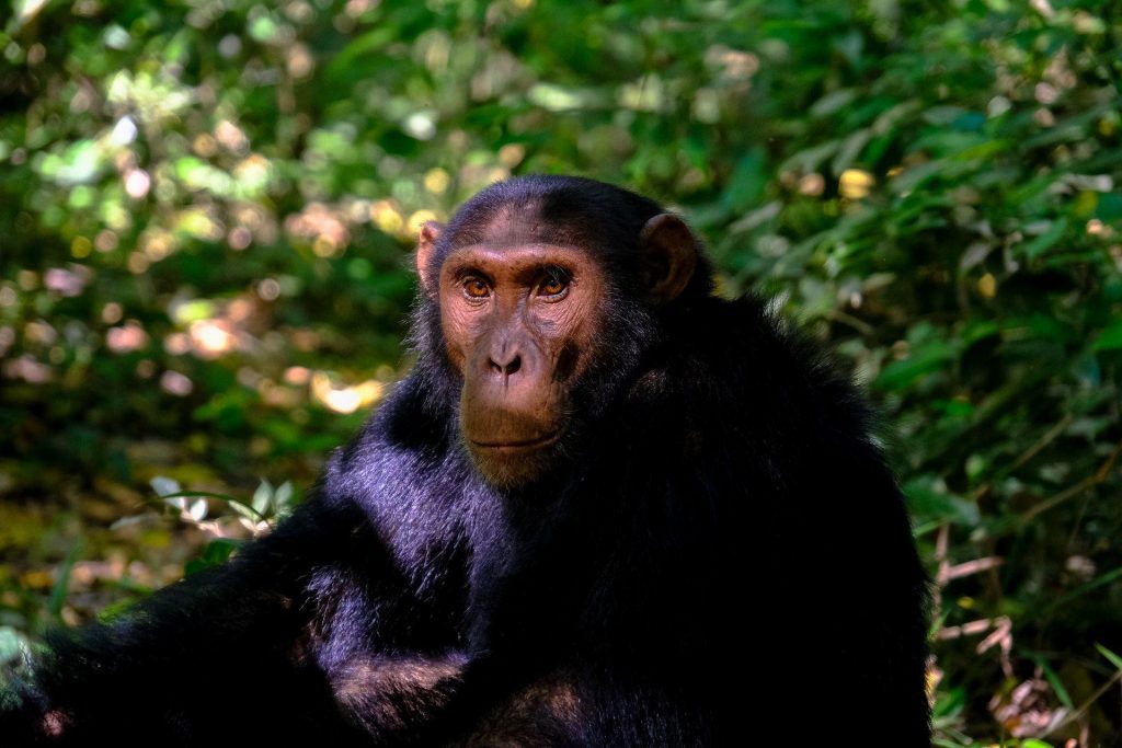 Chimpanzee on a Uganda safari
