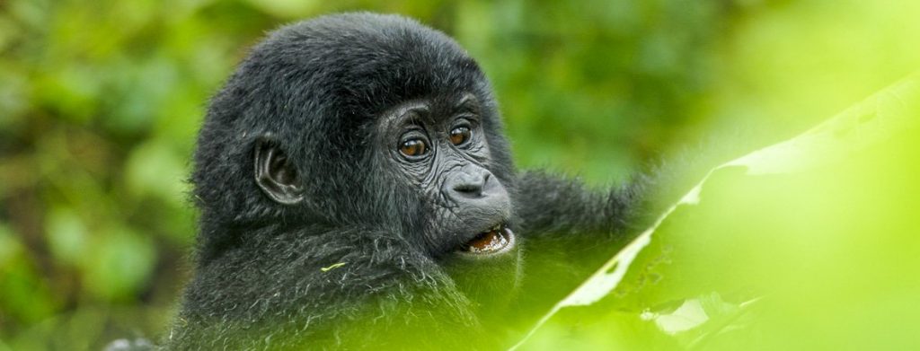 5 Days Rwanda Congo Safaris