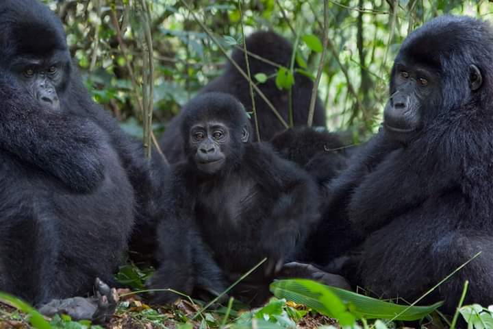 1-Day Gorilla Trekking Rwanda