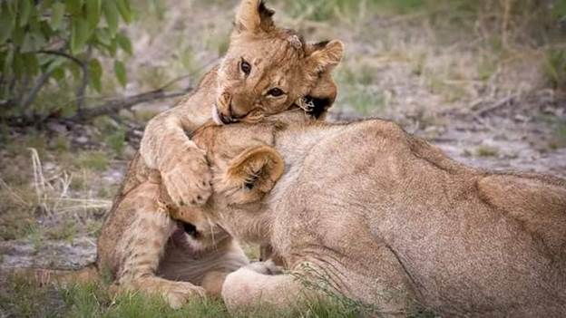 baby lions in queen elizabeth National park Ouganda