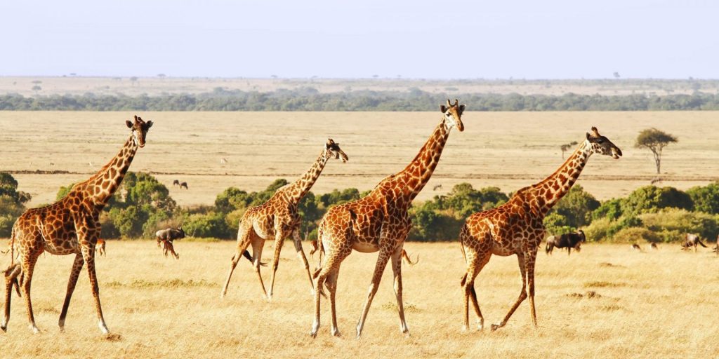 How to Plan a Memorable Self-Drive Safari in Kenya's Masai Mara