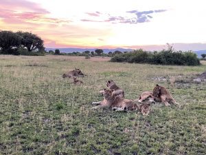 Lions seen on African Wildlife safari in Uganda