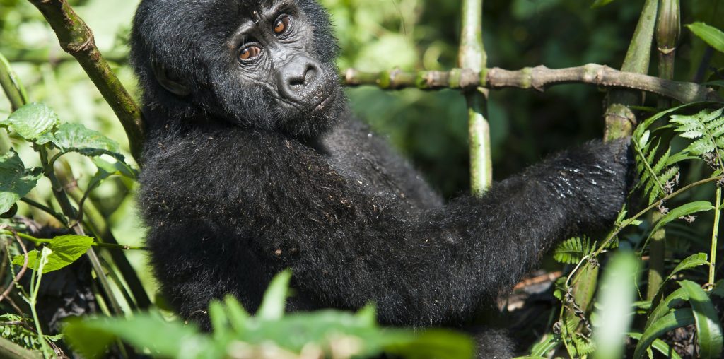 gorilla trekking-Laba Africa Expeditions