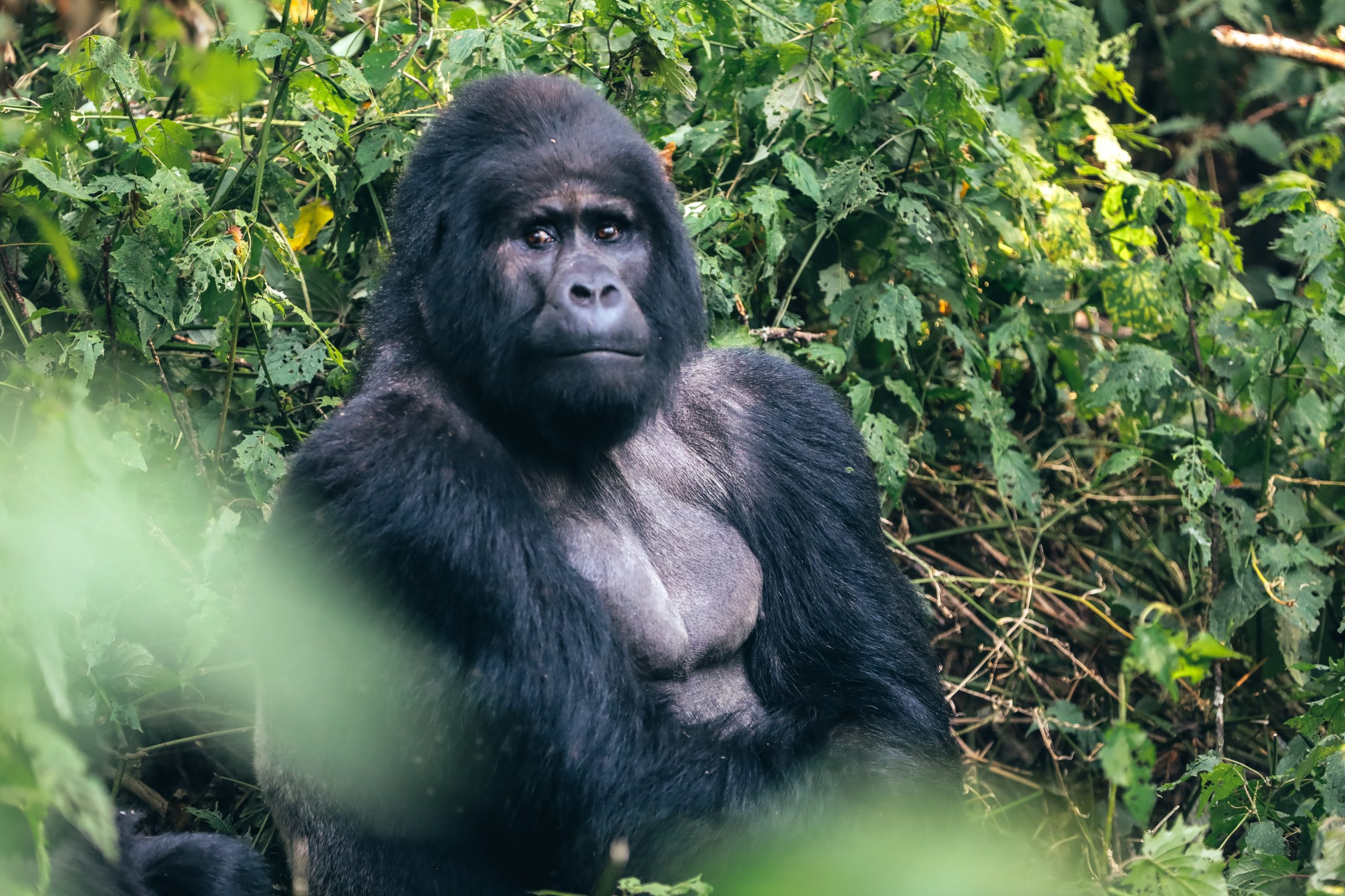 Trek avec les gorilles en Ouganda - Laba Africa Expeditions