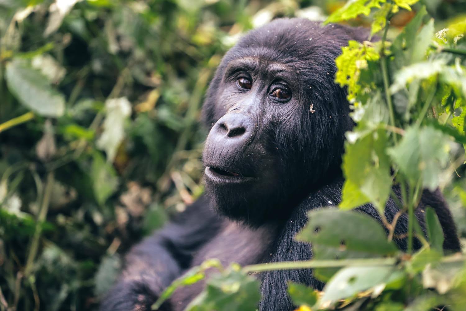 4 Day double uganda gorilla trekking