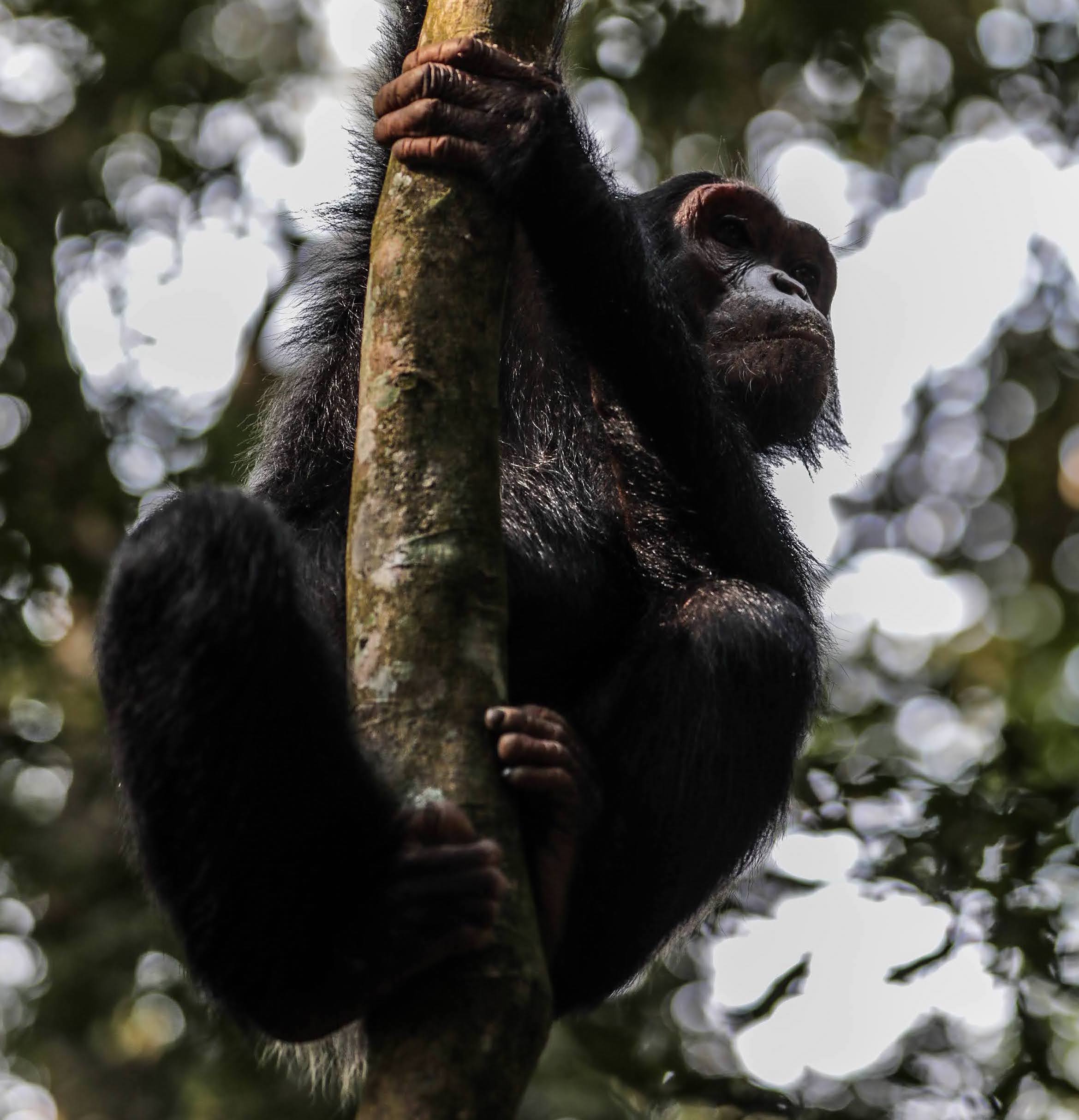 randonee avec les chimpanzee en Ougandaa