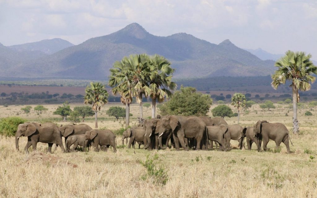 8 Days Uganda Safari tour