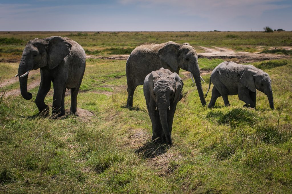 Elephants on African Safari - Laba Africa Expeditions