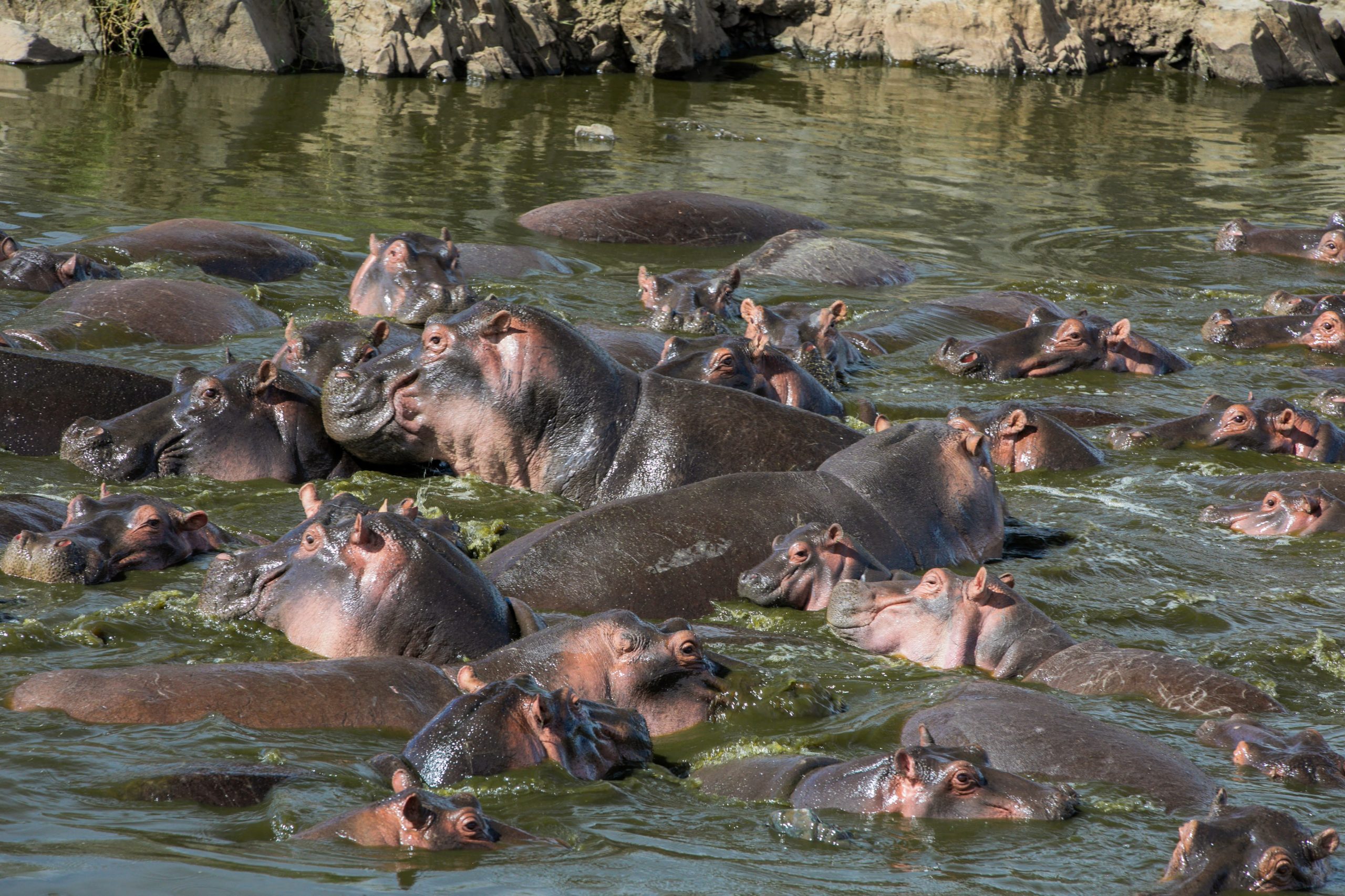 Hippos - Laba Africa Expeditions photo