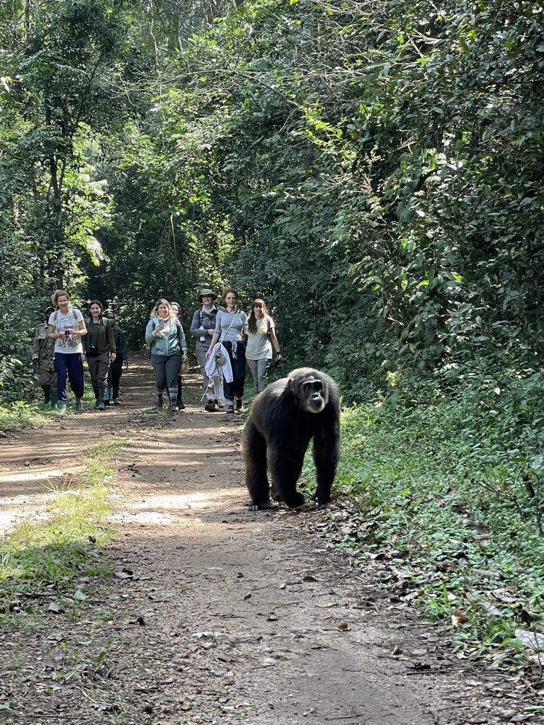 Trek avec les Chimpanzes en Ouganda - Photo Laba Africa Expeditions