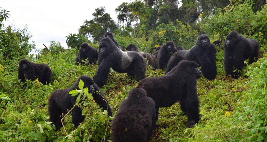 Gorilla Families in DR Congo