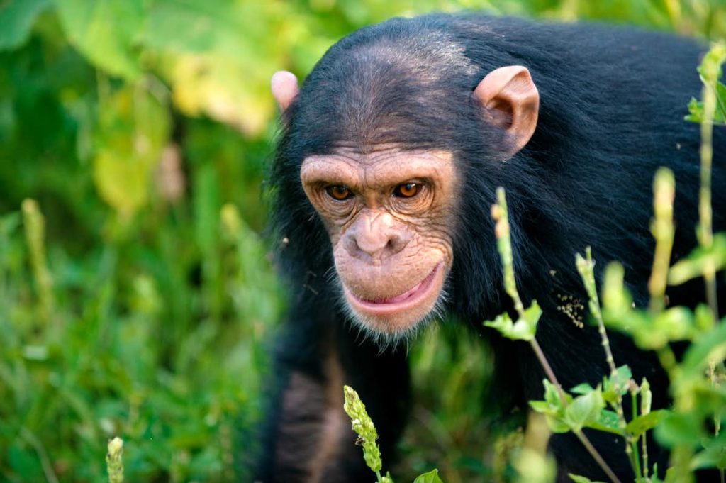 Chimpanzee Trekking in Murchison Falls National Park